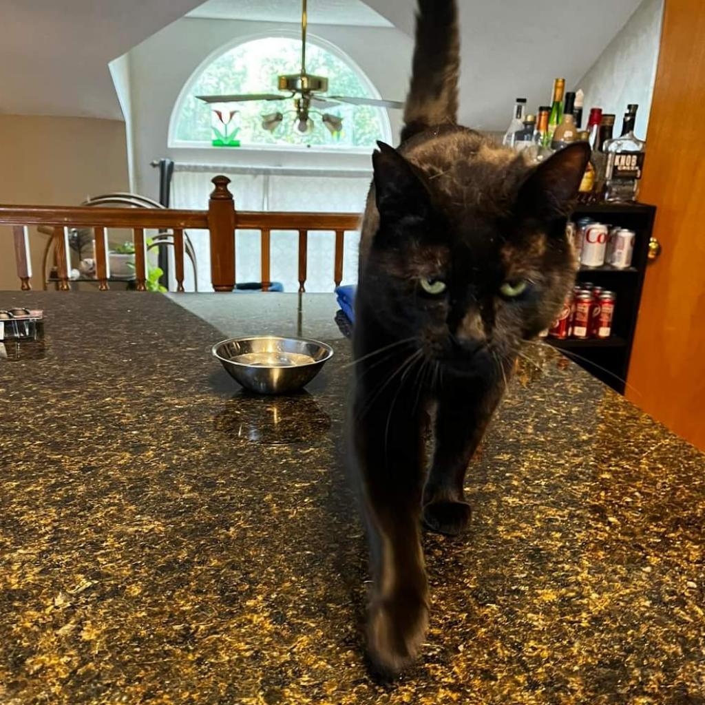 Binx, Adoptable, Adult Male Domestic Short Hair.