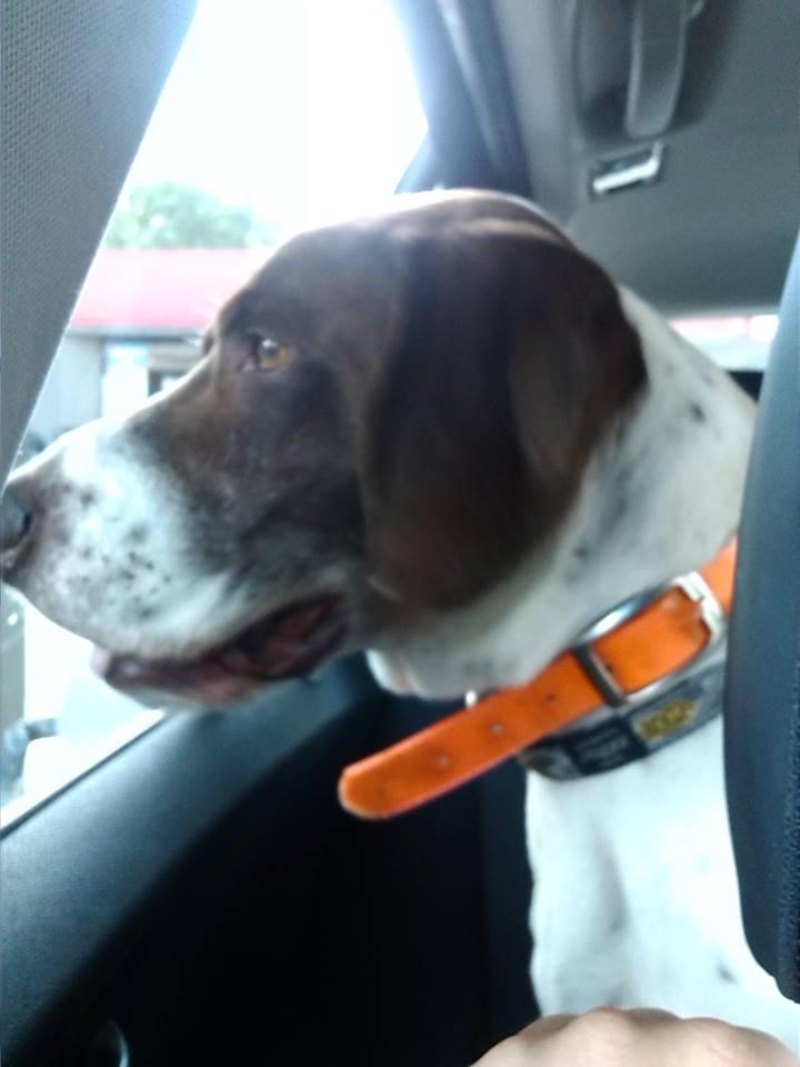 Graham, Adopted, Young Male German Shorthaired Pointer.