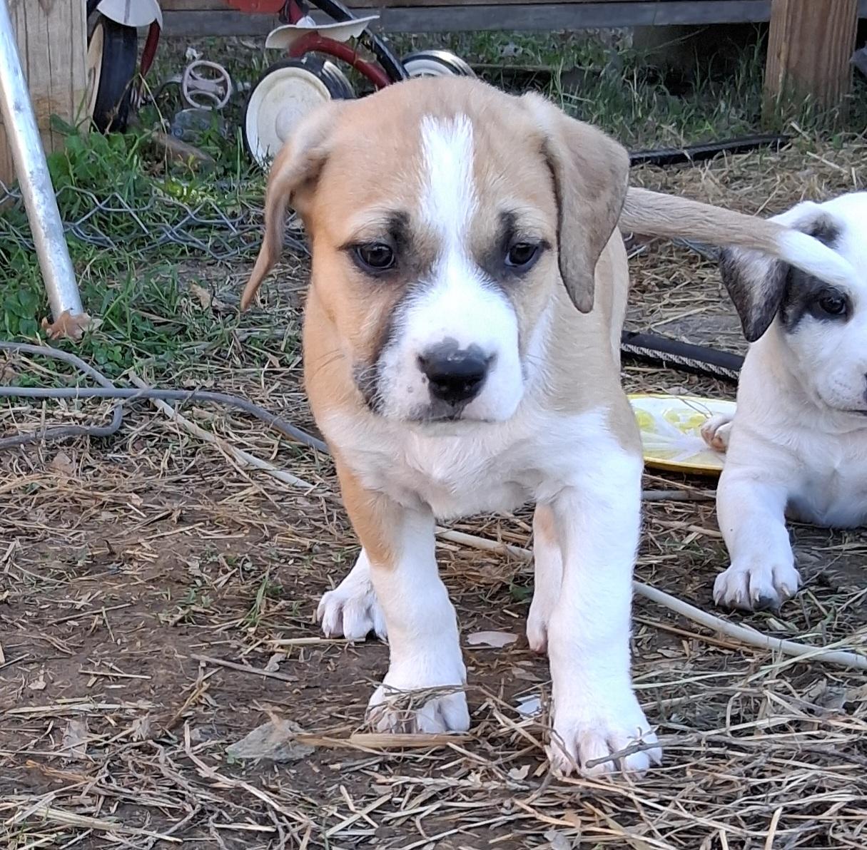 Apollo, Adoptable, Puppy Male Great Pyrenees.