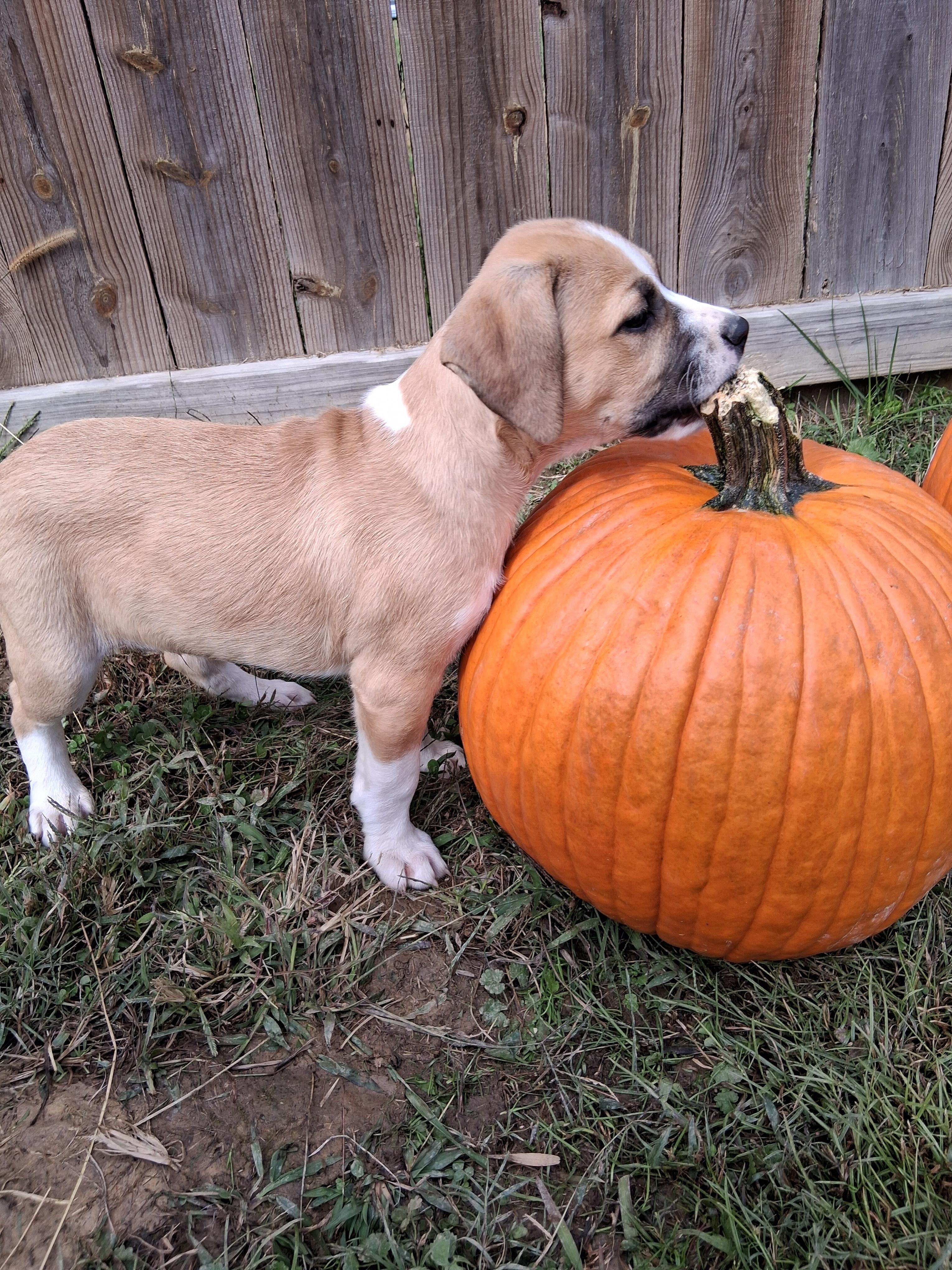 Enlarge Apollo, a Adoptable mixed breed in Louisville, KY image 2/4