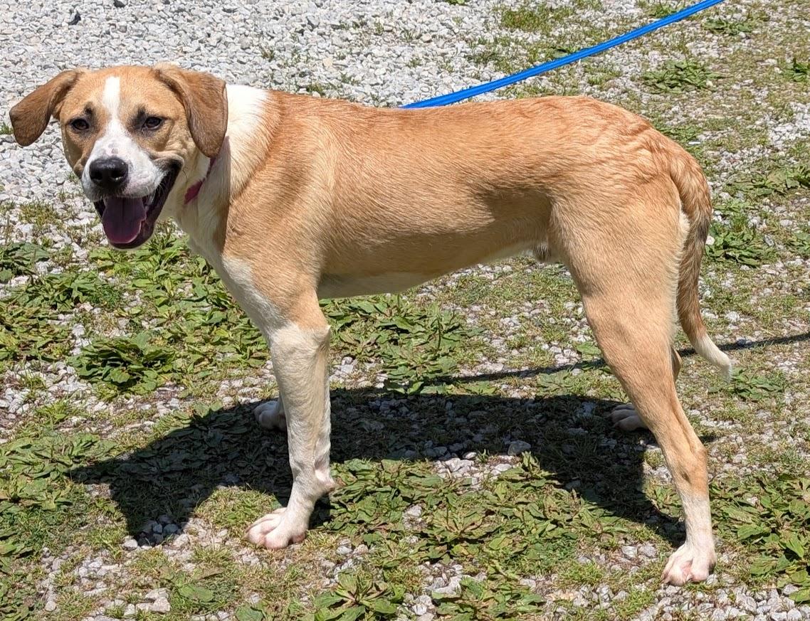 Enlarge Apollo, a Adoptable mixed breed in Louisville, KY image 2/4