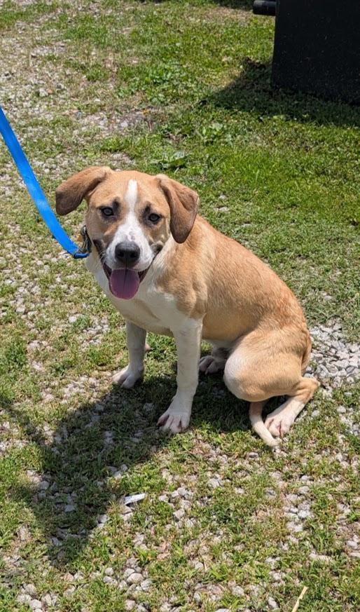 Enlarge Apollo, a Adoptable mixed breed in Louisville, KY image 1/4