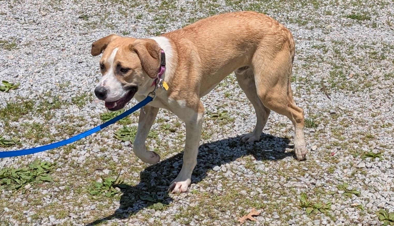 Enlarge Apollo, a Adoptable mixed breed in Louisville, KY image 4/4
