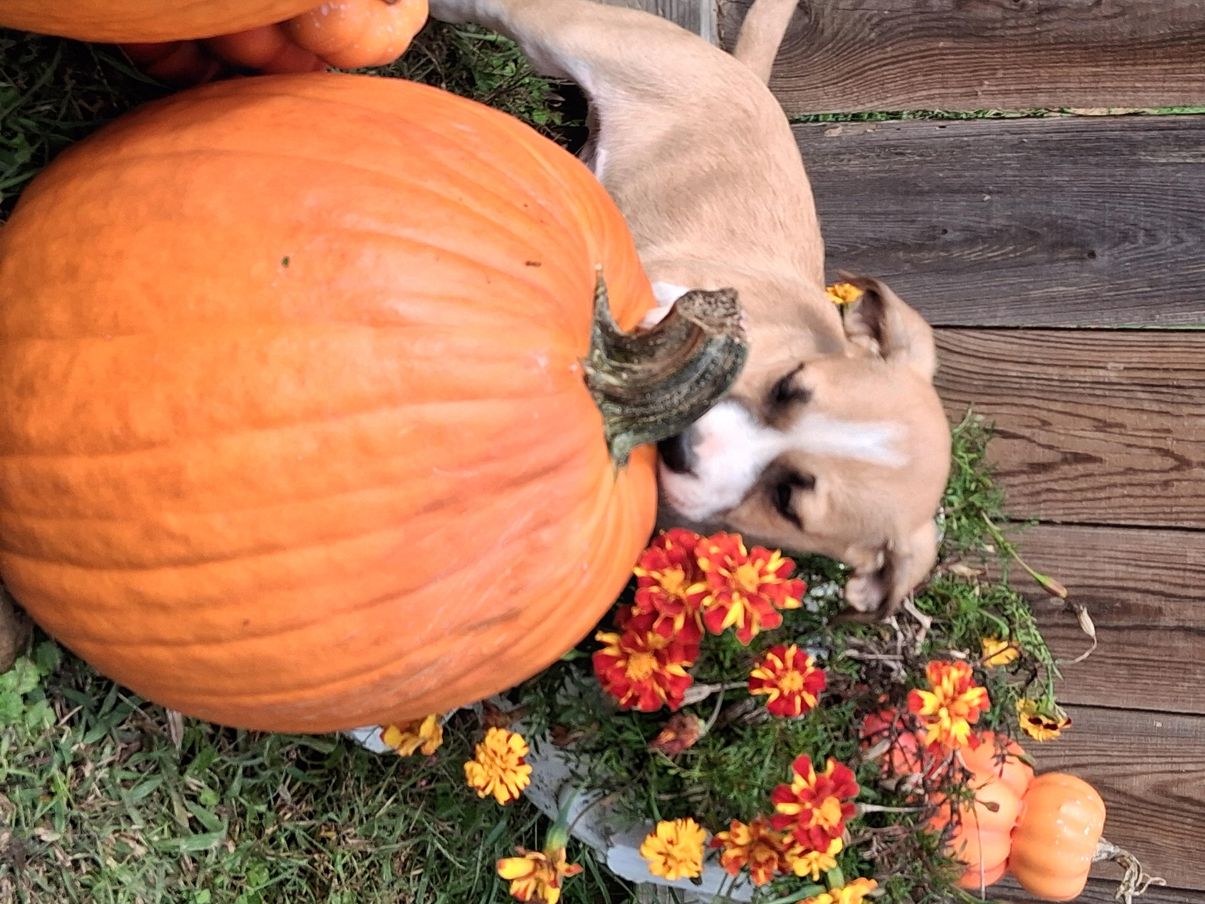 Enlarge Apollo, a Adoptable mixed breed in Louisville, KY image 4/4