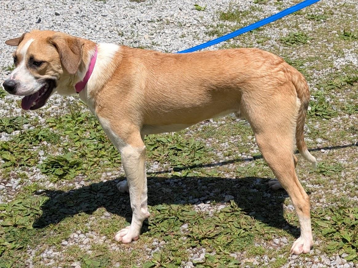 Enlarge Apollo, a Adoptable mixed breed in Louisville, KY image 3/4