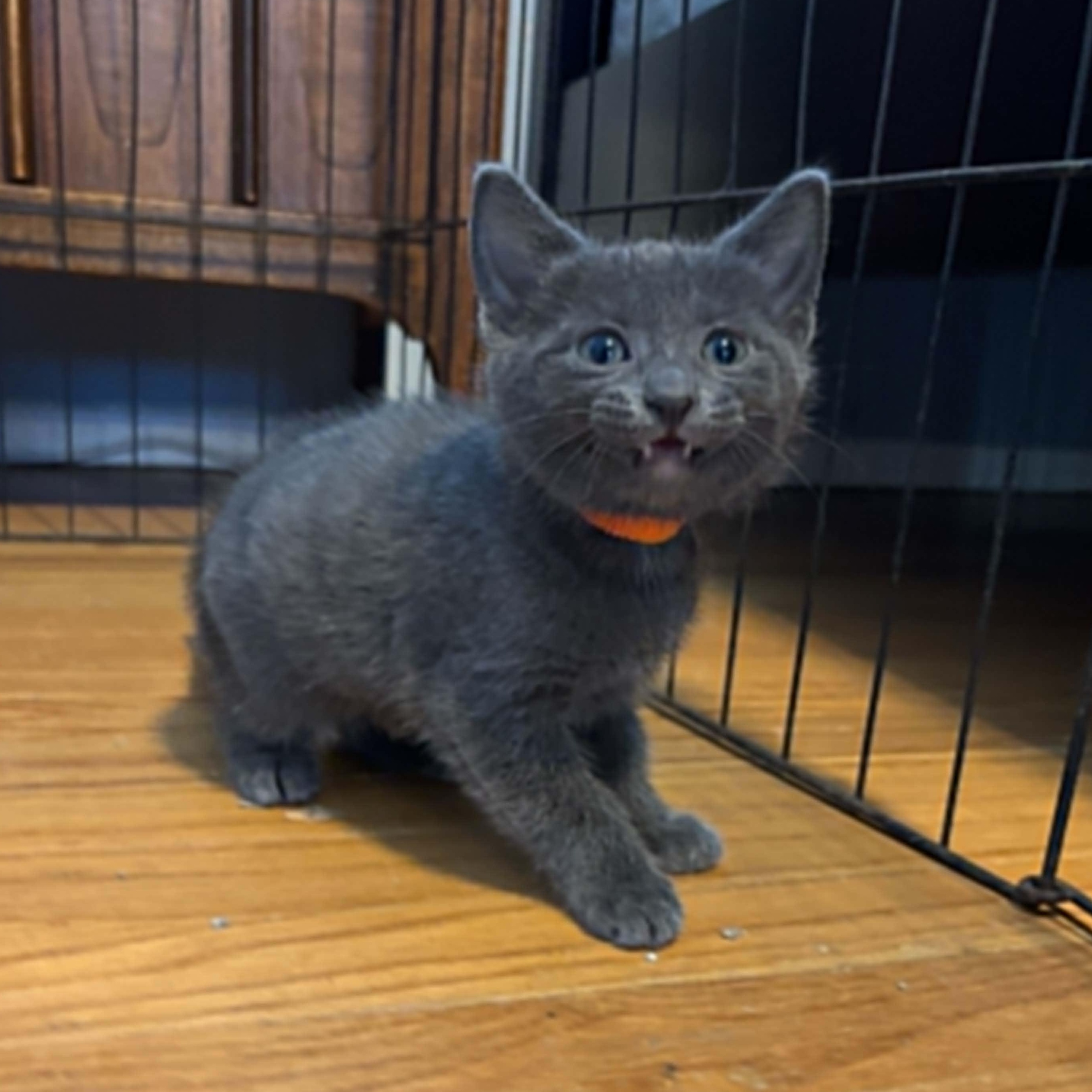 Mango, an adopted mixed breed in Antioch, CA image 2/6