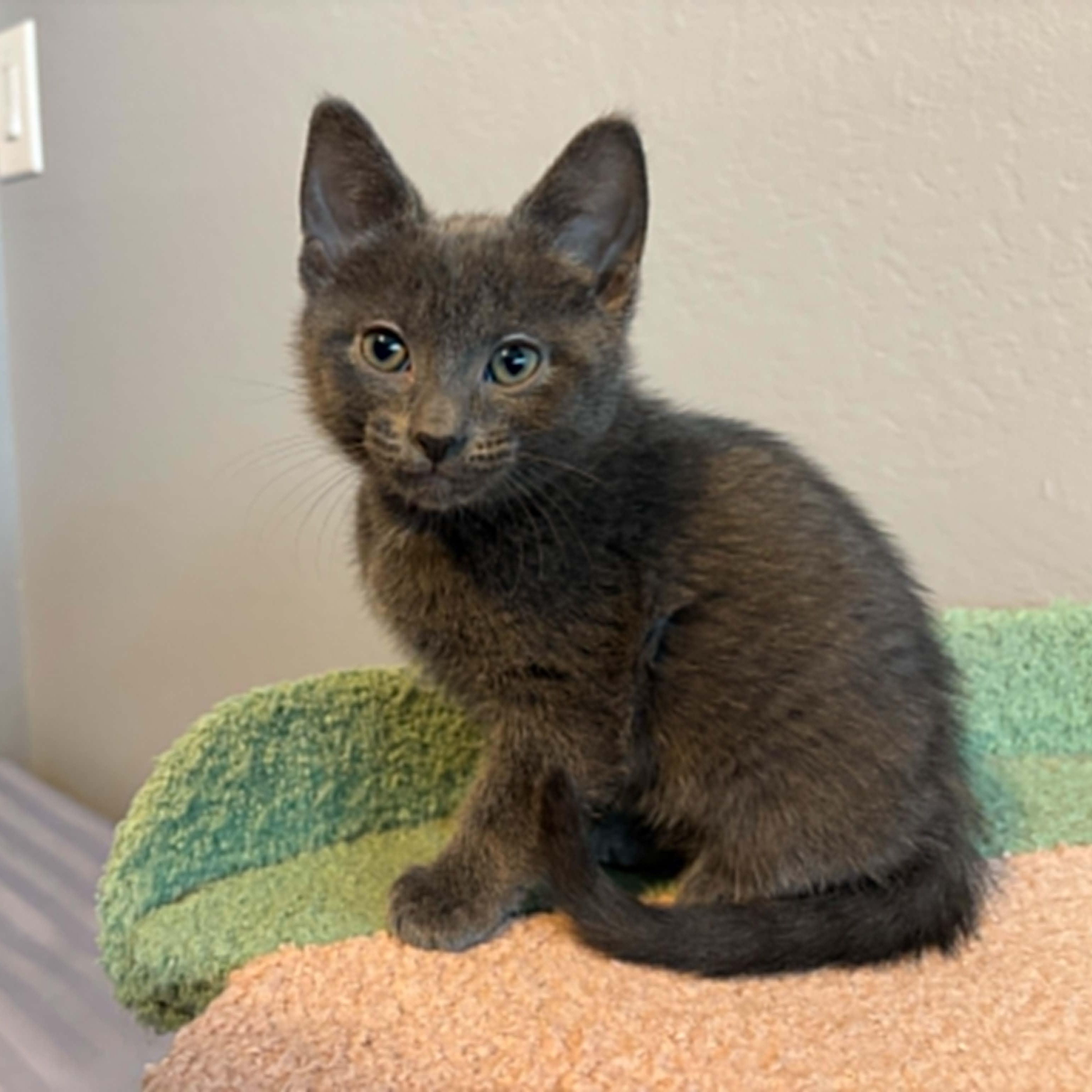 Mango, adopted, Kitten Male Domestic Short Hair & Russian Blue.
