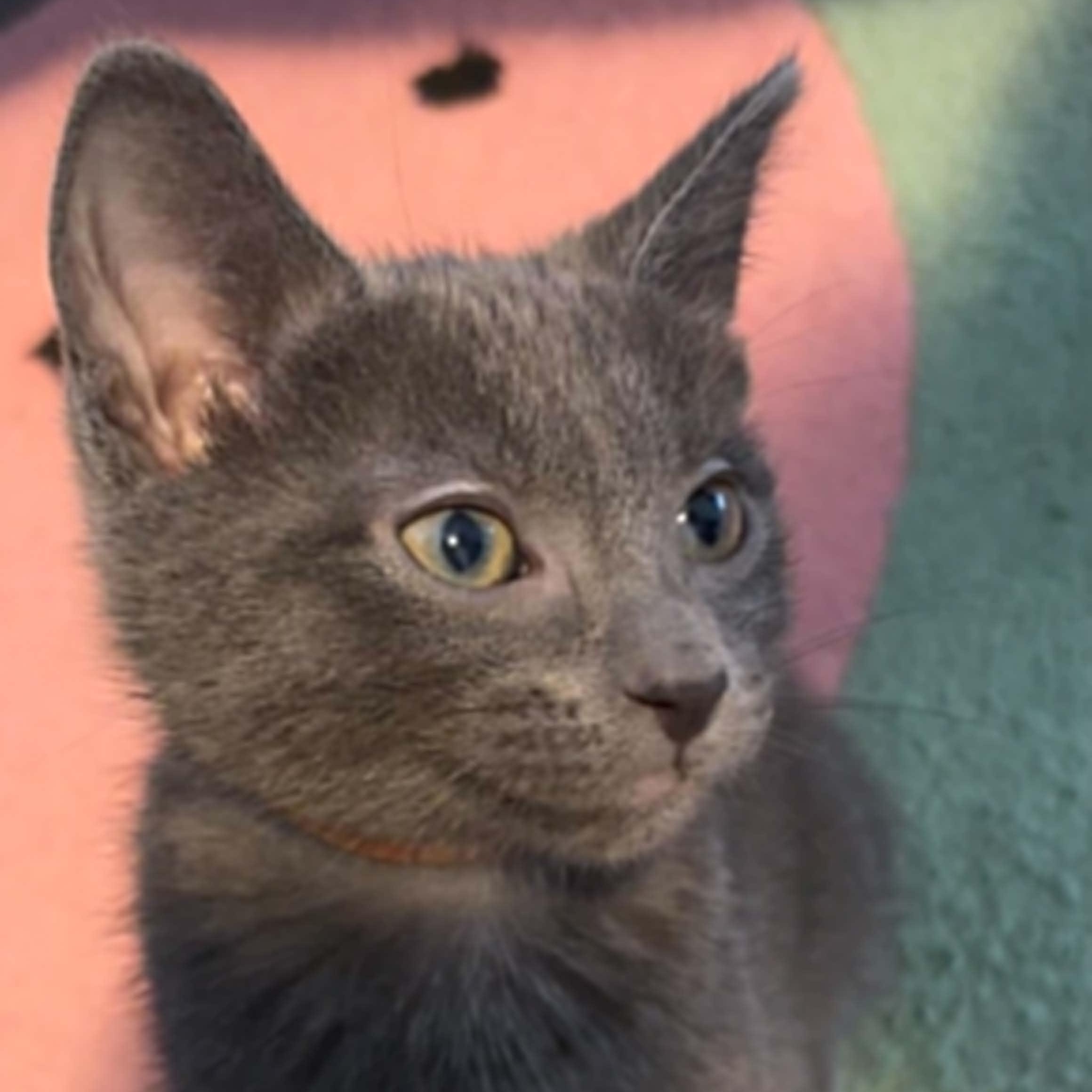 Mango, an adopted mixed breed in Antioch, CA image 5/6