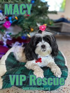 Macy / Redington Beach, ADOPTABLE, Adult Female Shih Tzu.