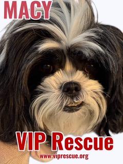 Macy / Redington Beach, a ADOPTABLE mixed breed in Redington Beach, FL image 2/4