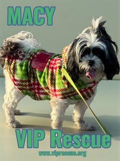 Macy / Redington Beach, a ADOPTABLE mixed breed in Redington Beach, FL image 4/4