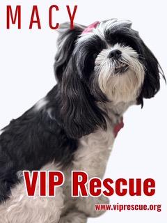 Macy / Redington Beach, a ADOPTABLE mixed breed in Redington Beach, FL image 3/4