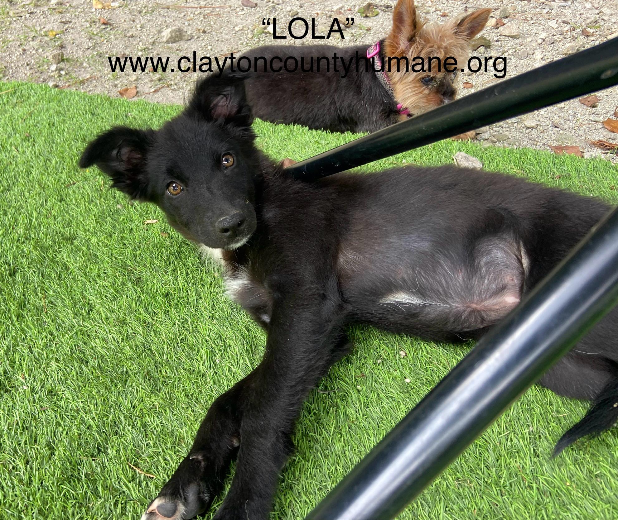 Enlarge Lola, a Adopted Border Collie in Jonesboro, GA image 1/1