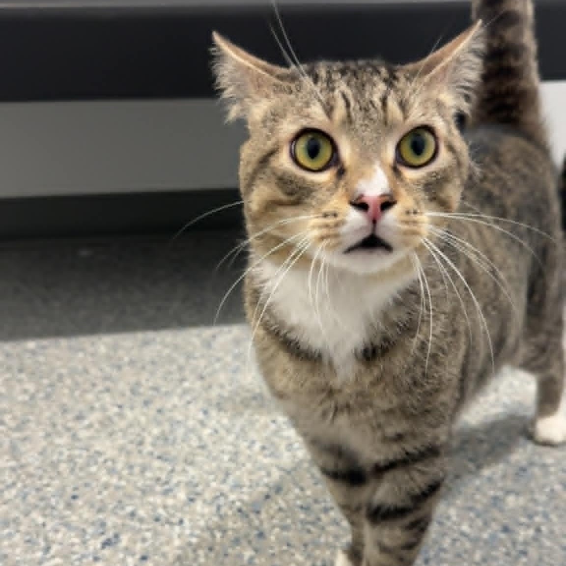 Cat of the Month!, ADOPTABLE, Young Male American Shorthair.
