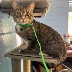 Tiger, ADOPTABLE, Young Male American Shorthair.