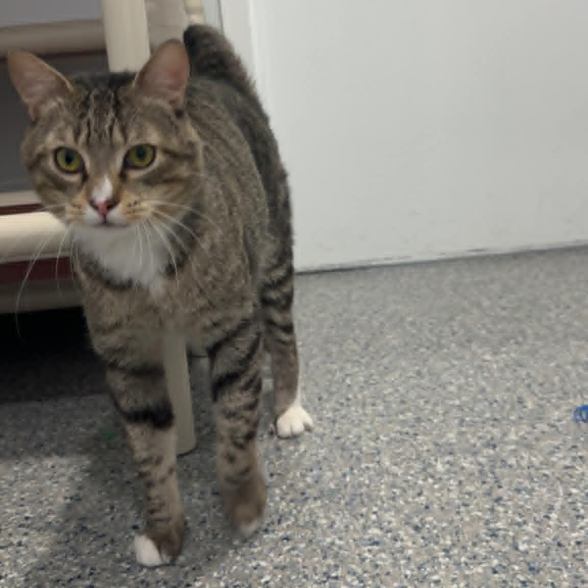 Enlarge Cat of the Month!, a ADOPTABLE American Shorthair in Danbury, CT image 4/4