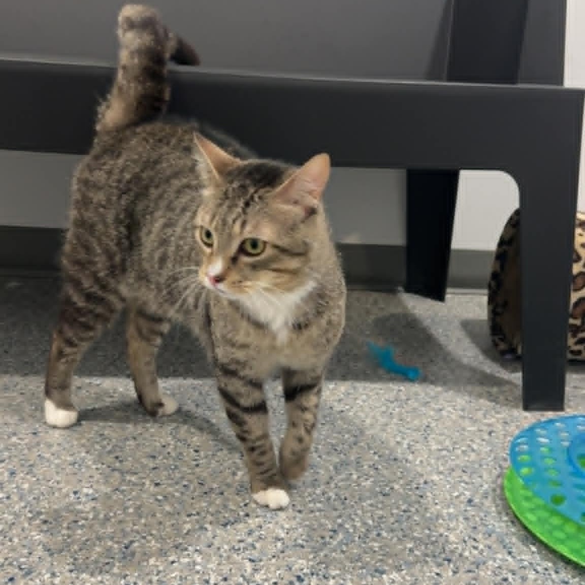 Enlarge Cat of the Month!, a ADOPTABLE American Shorthair in Danbury, CT image 3/4