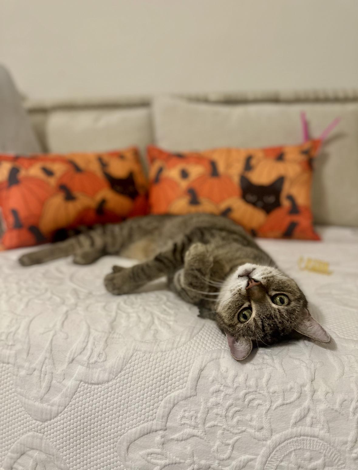 Enlarge Bart, a Adoptable Domestic Short Hair in New Orleans, LA image 2/6