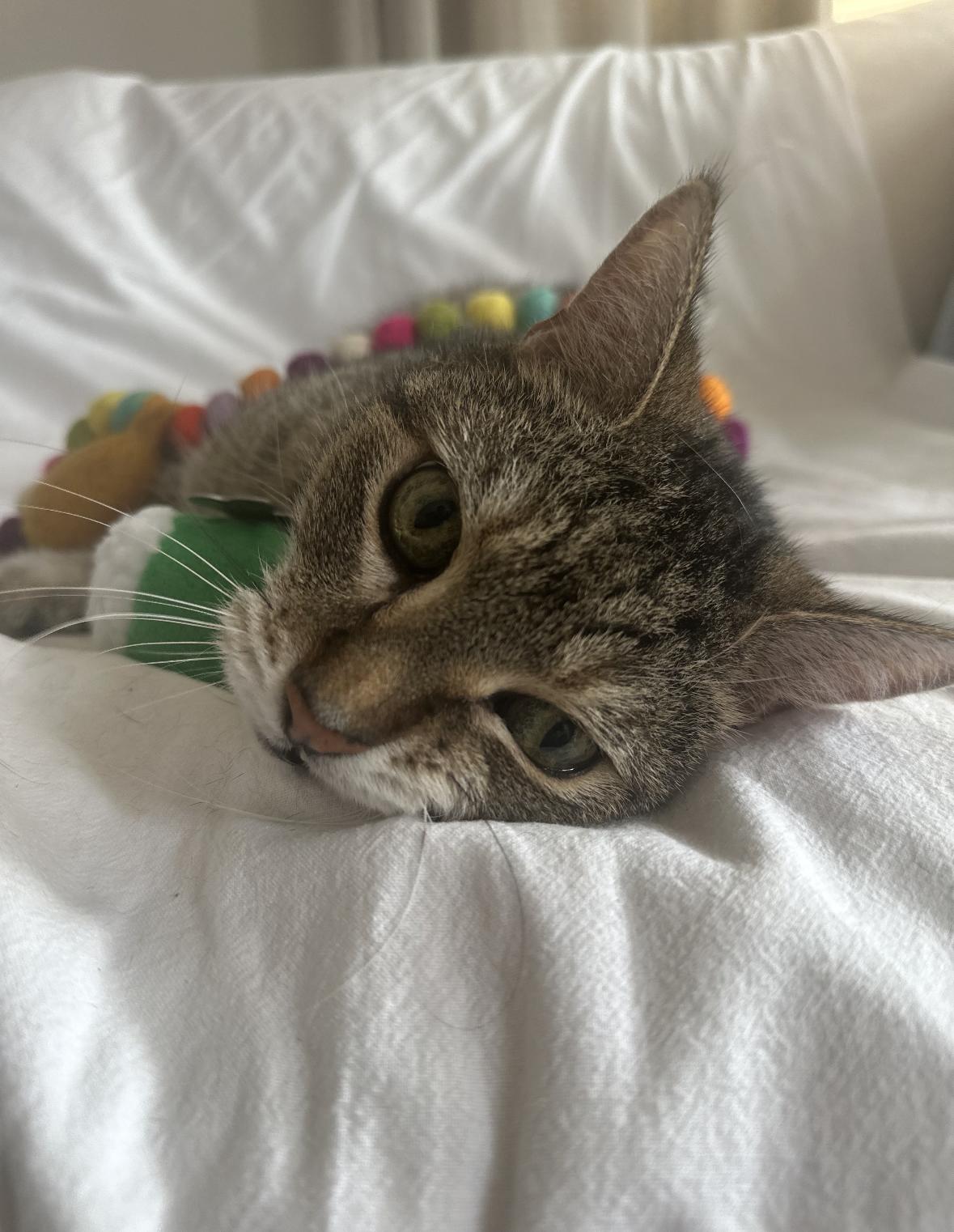 Enlarge Bart, a Adoptable Domestic Short Hair in New Orleans, LA image 4/6