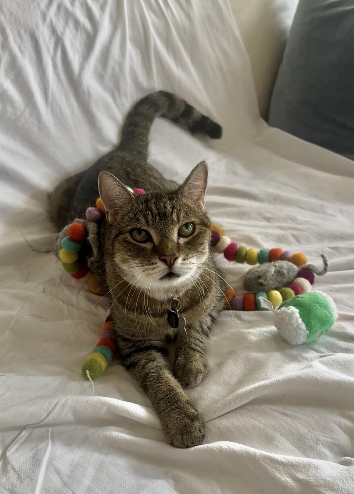 Bart, Adoptable, Adult Male Domestic Short Hair.