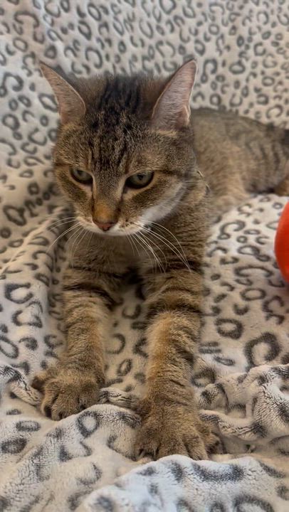 Enlarge Bart, a Adoptable Domestic Short Hair in New Orleans, LA video 6/6
