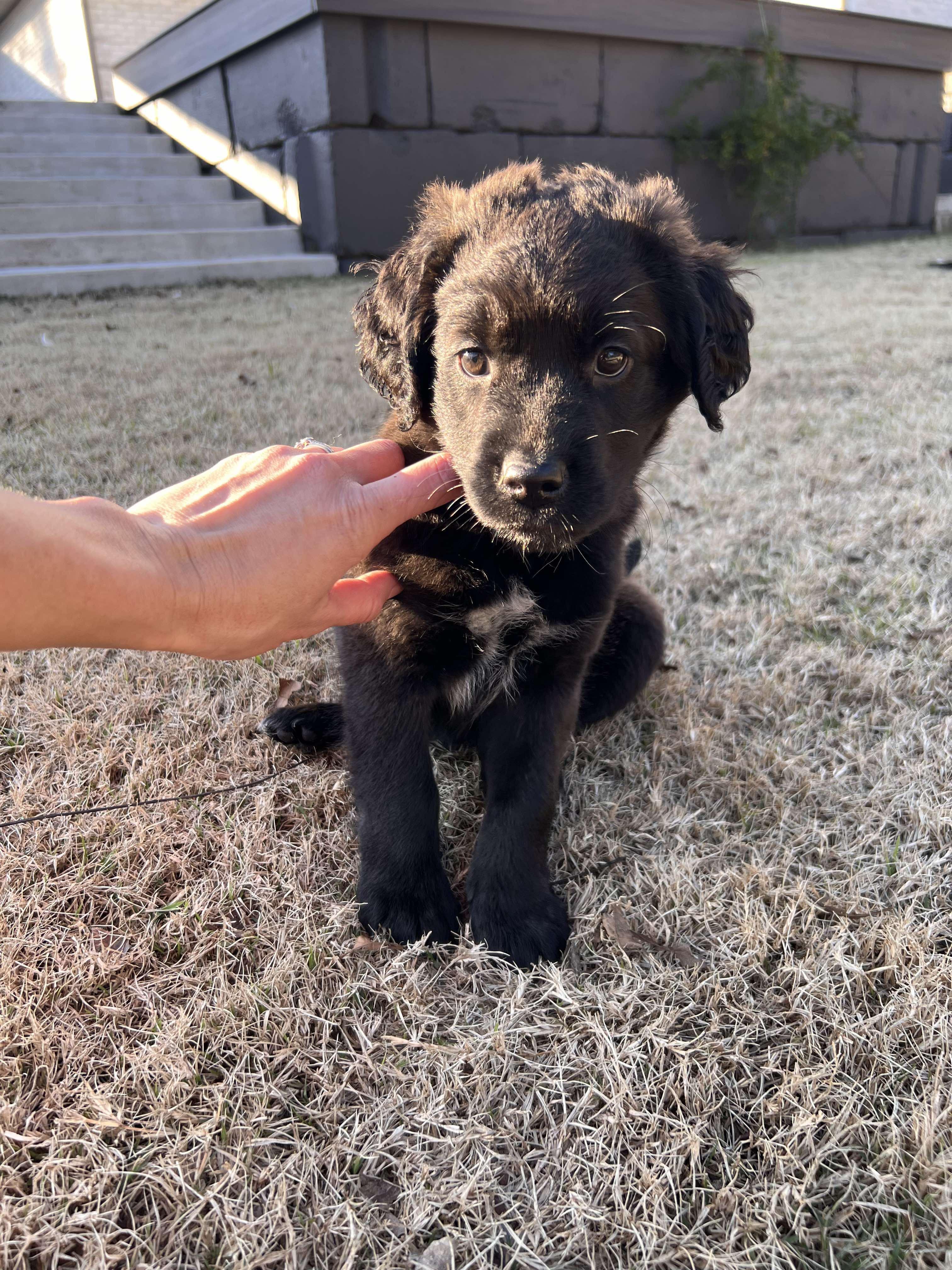 Stewie, Adopted, Young Male Australian Shepherd.