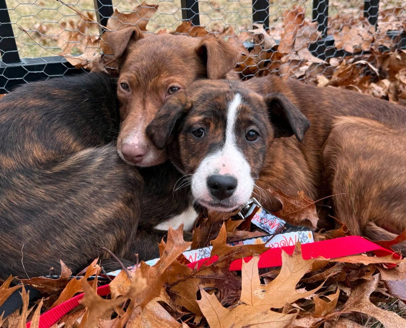 Enlarge Moana (12 week old Podengo puppy!), a Adoptable mixed breed in HANSON, MA image 2/2