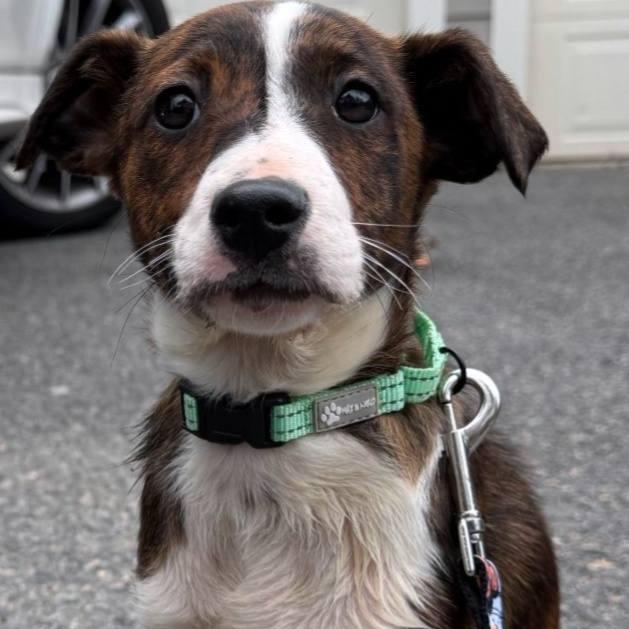 Moana (12 week old Podengo puppy!), Adoptable, Puppy Female Portuguese Podengo & Greyhound.