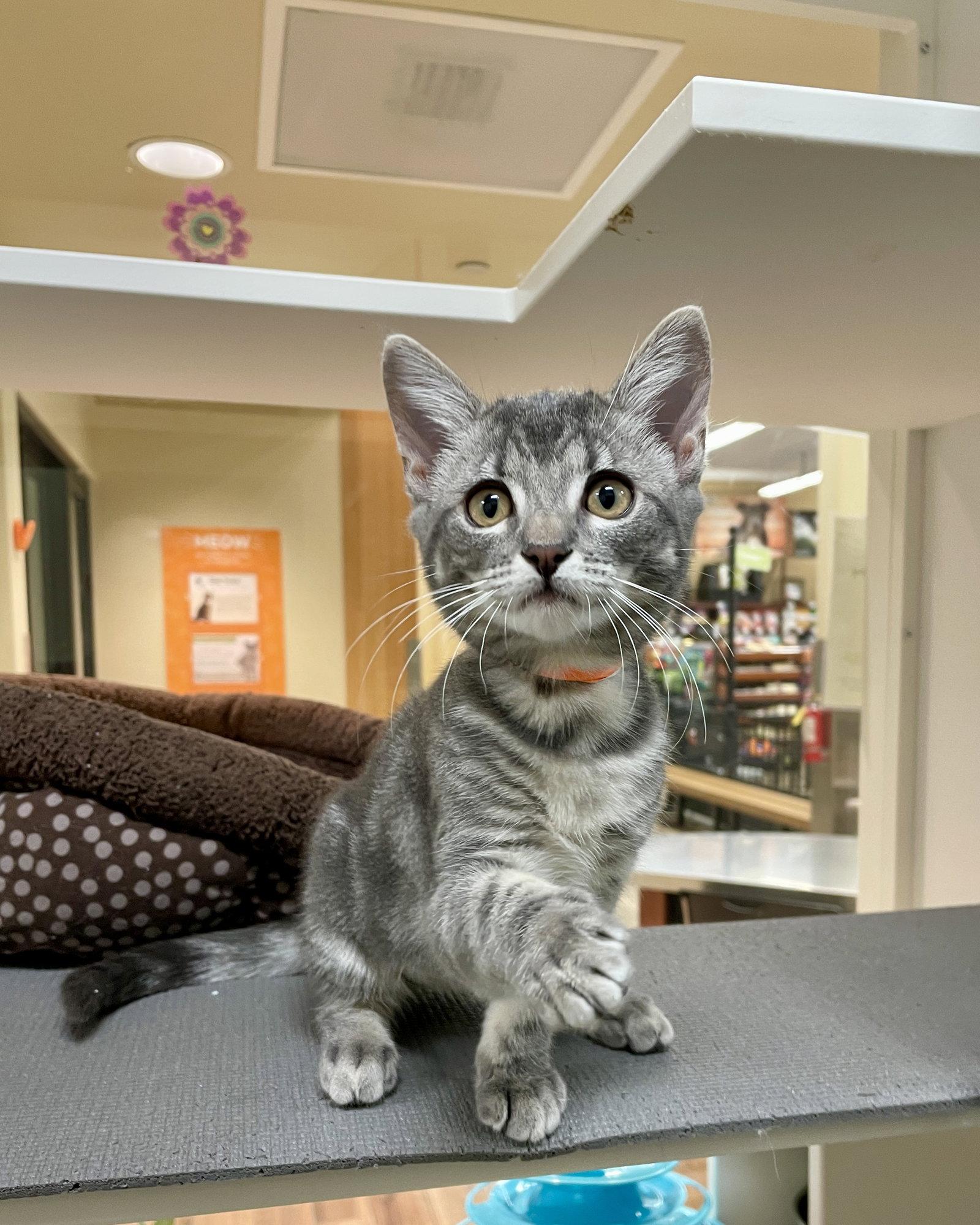 Enlarge Carabiner (bonded with Binder Clip), a Adopted Domestic Short Hair in Oakland, CA image 1/1