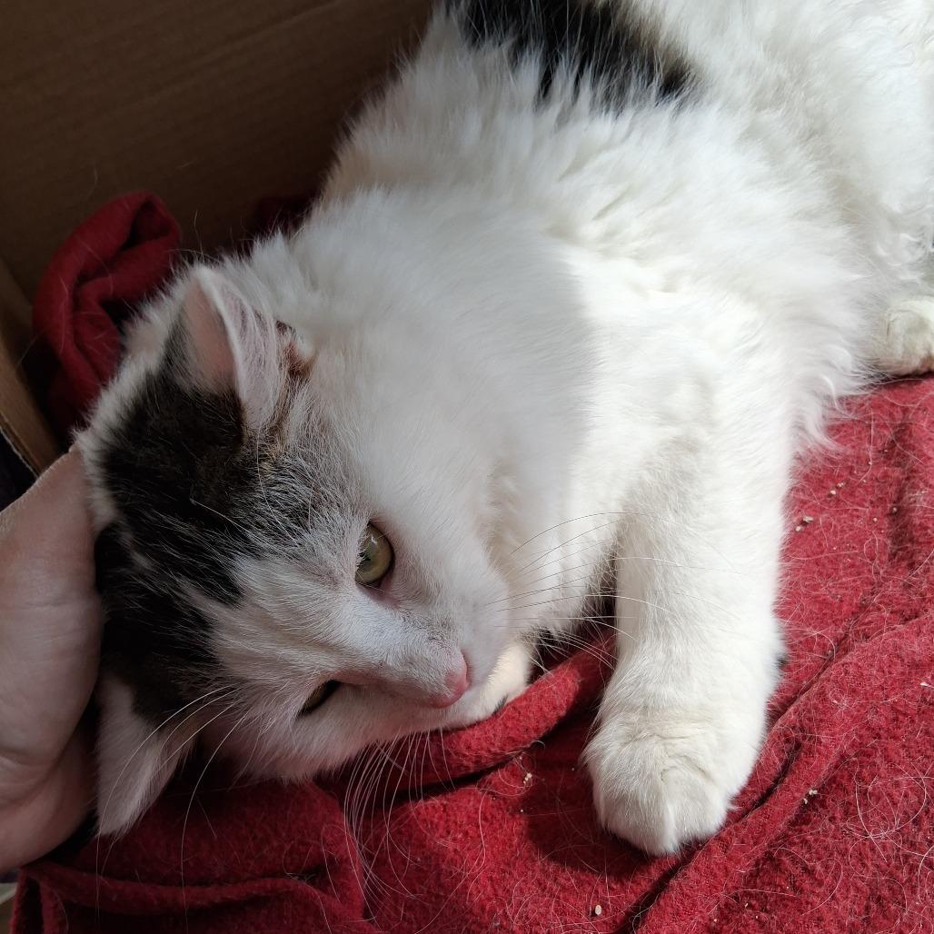 Forest, Adoptable, Young Male Domestic Medium Hair.