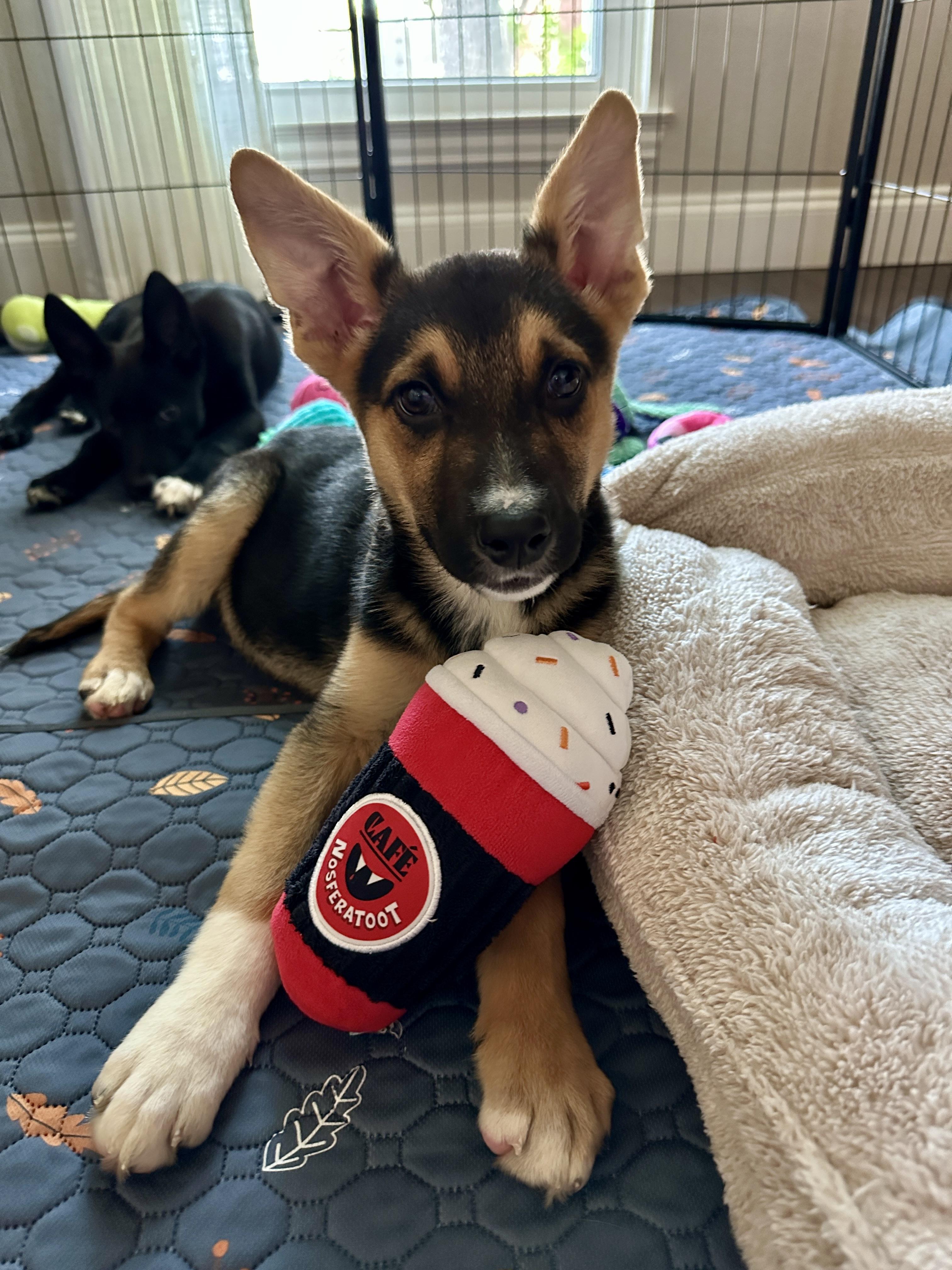 Shirley, adopted, Puppy Female Shepherd.