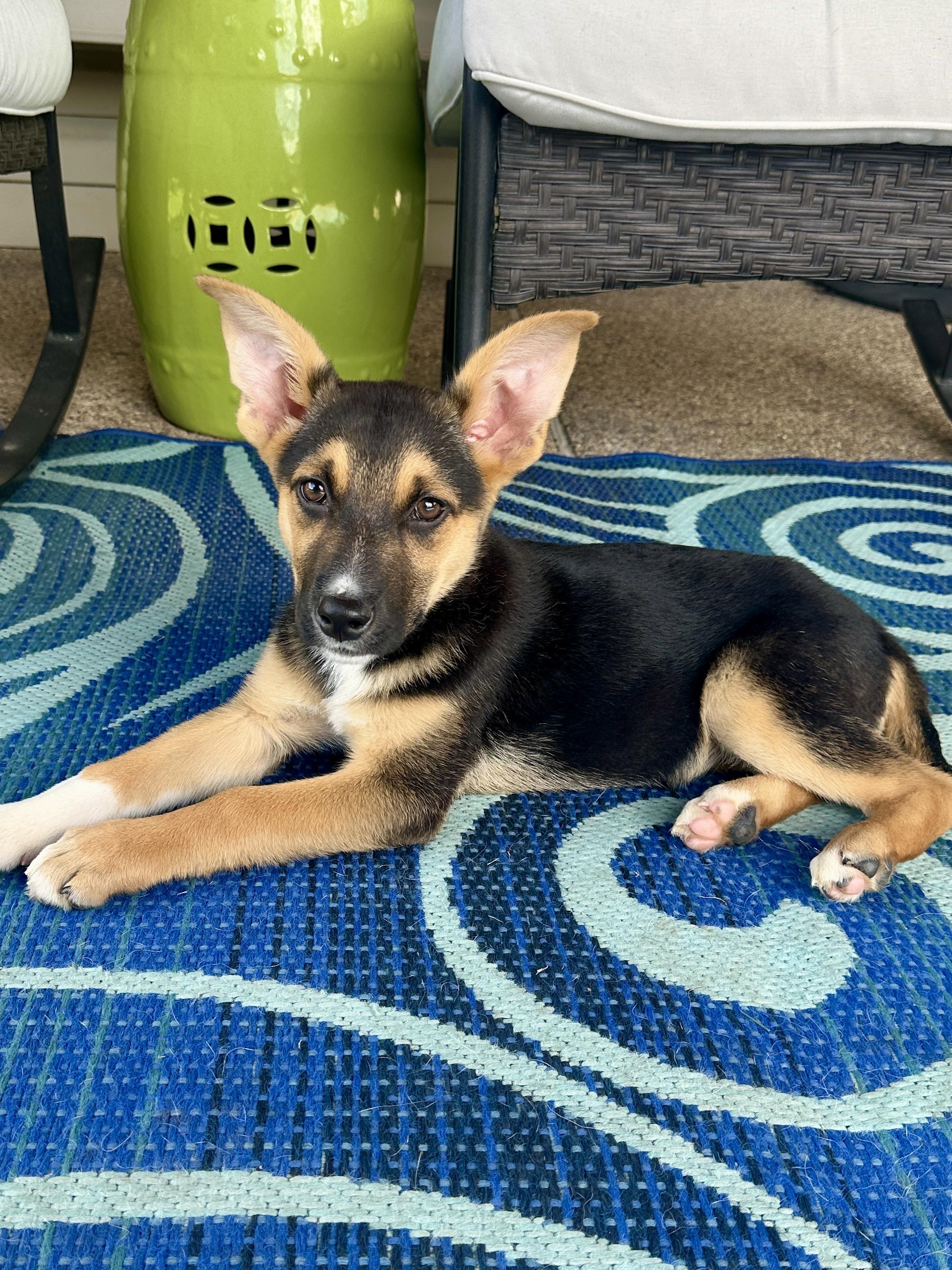 Enlarge Shirley, an adopted mixed breed in Burleson, TX image 2/3
