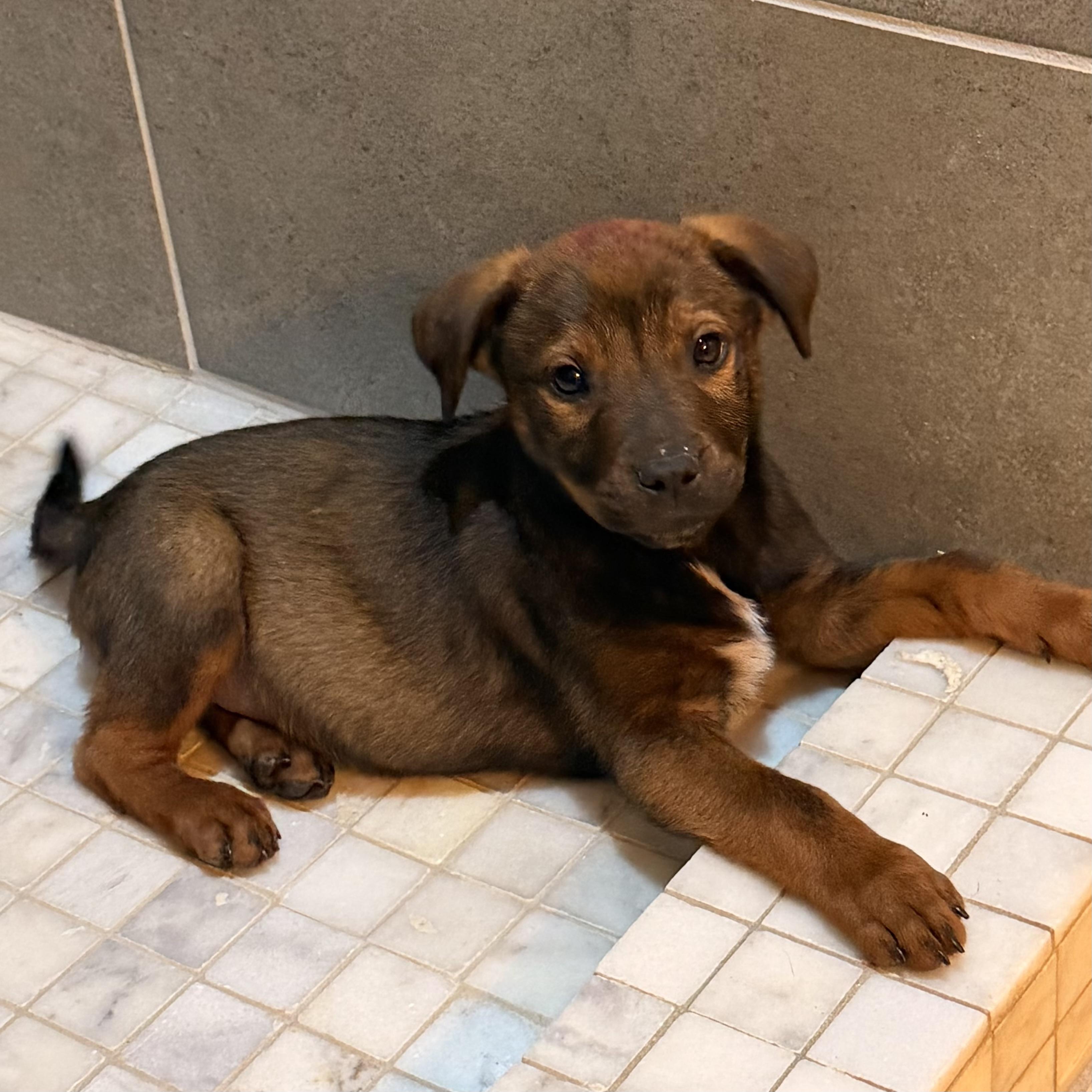 Enlarge Armani, an adopted mixed breed in Pilot Point, TX image 1/3