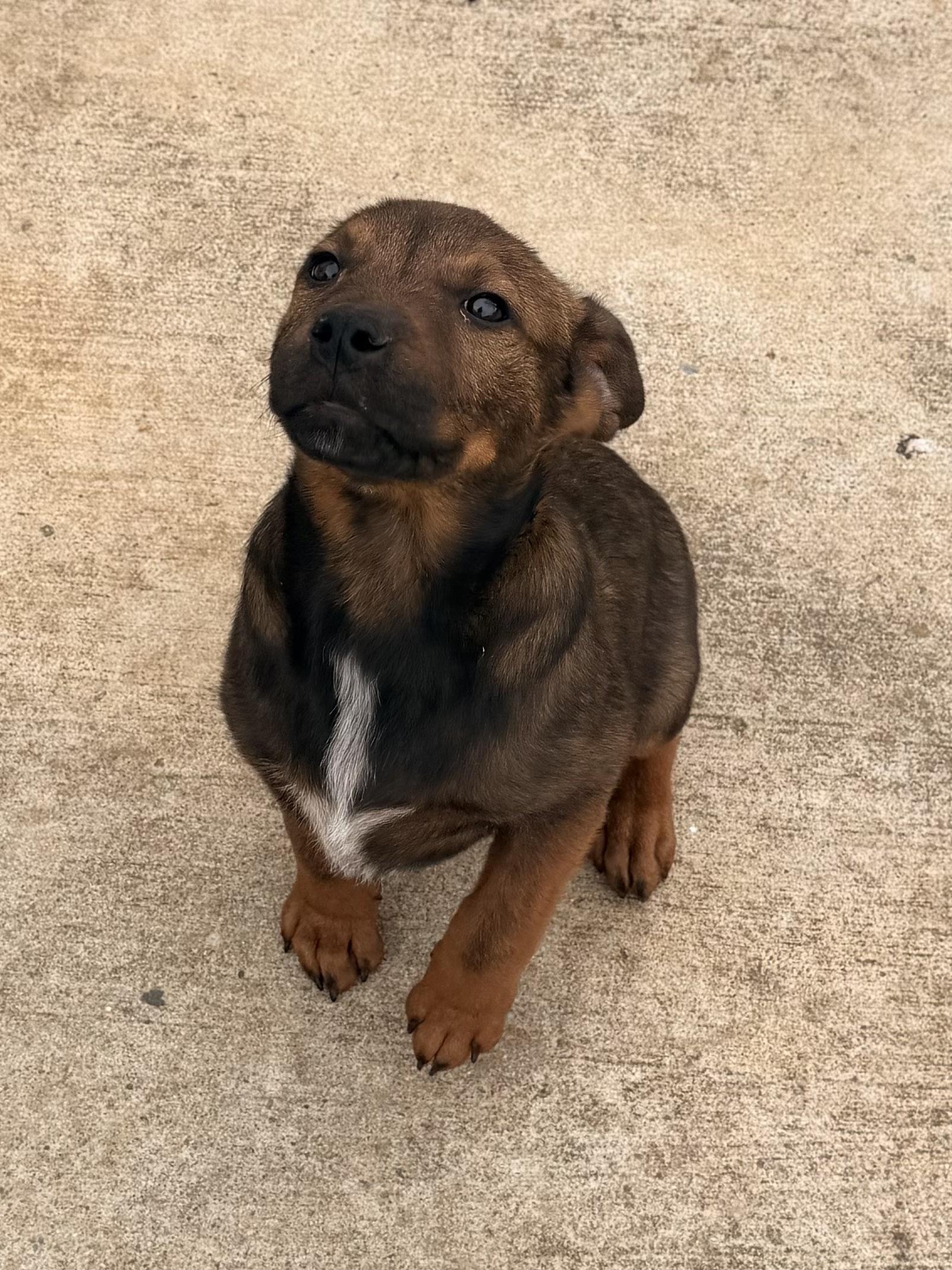 Enlarge Armani, an adopted mixed breed in Pilot Point, TX image 2/3