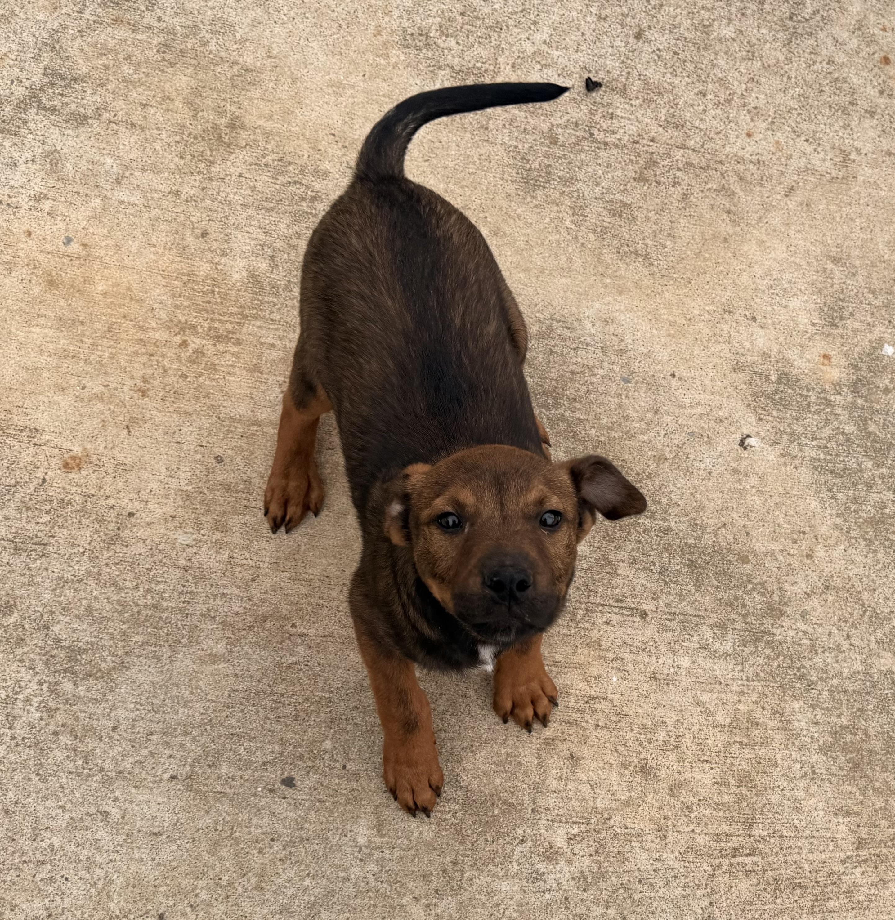 Enlarge Armani, an adopted mixed breed in Pilot Point, TX image 3/3