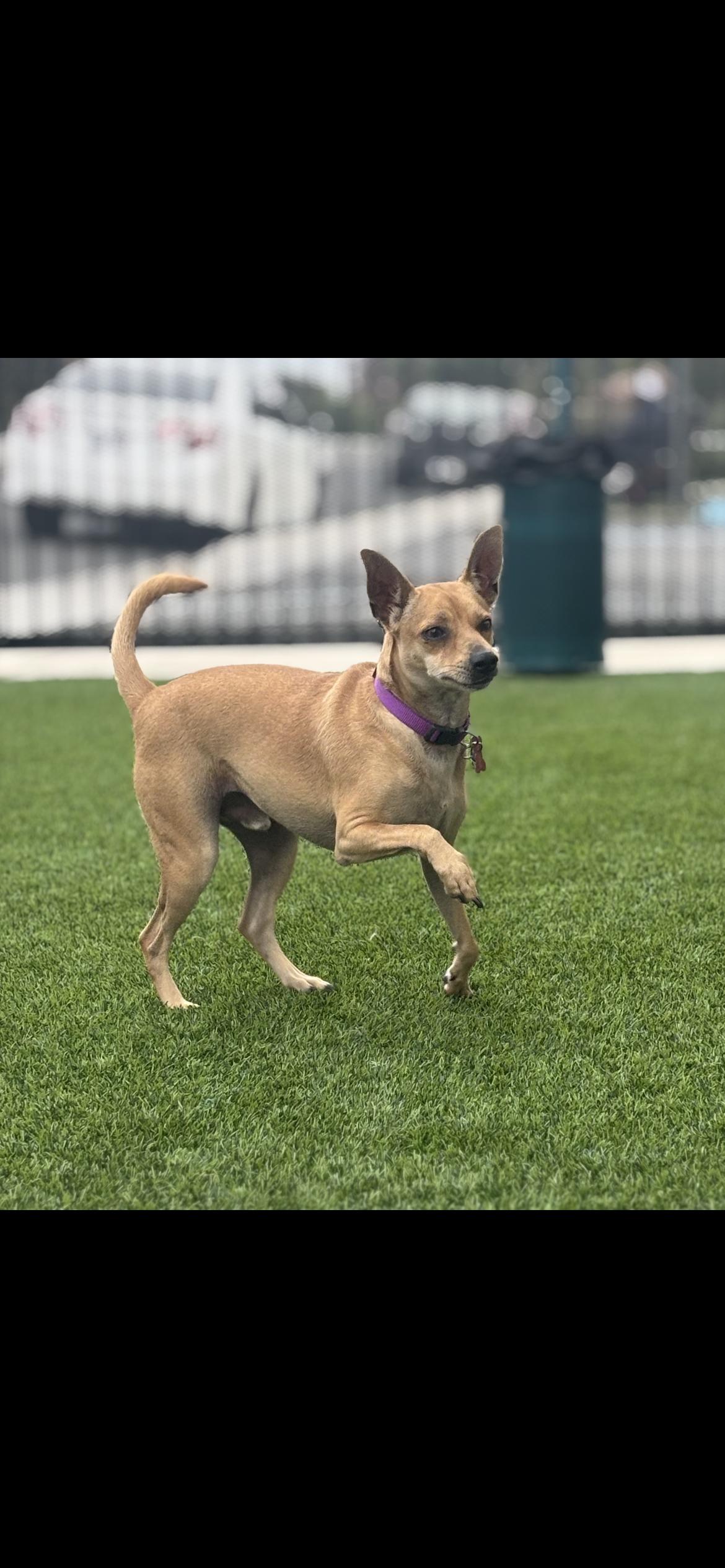 Enlarge Nick aka Snickers, a Adoptable mixed breed in Hamden, CT image 1/5
