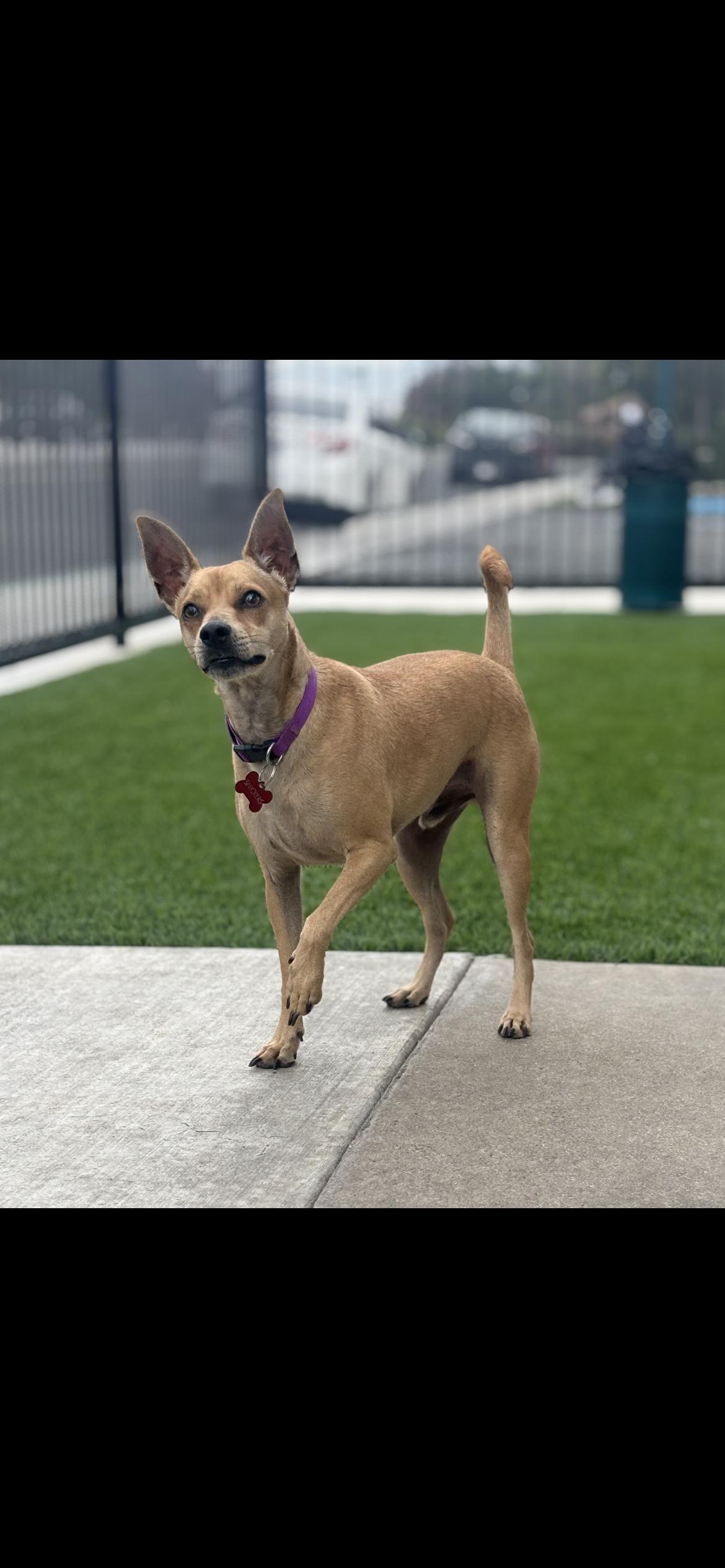 Enlarge Nick aka Snickers, a Adoptable mixed breed in Hamden, CT image 2/5