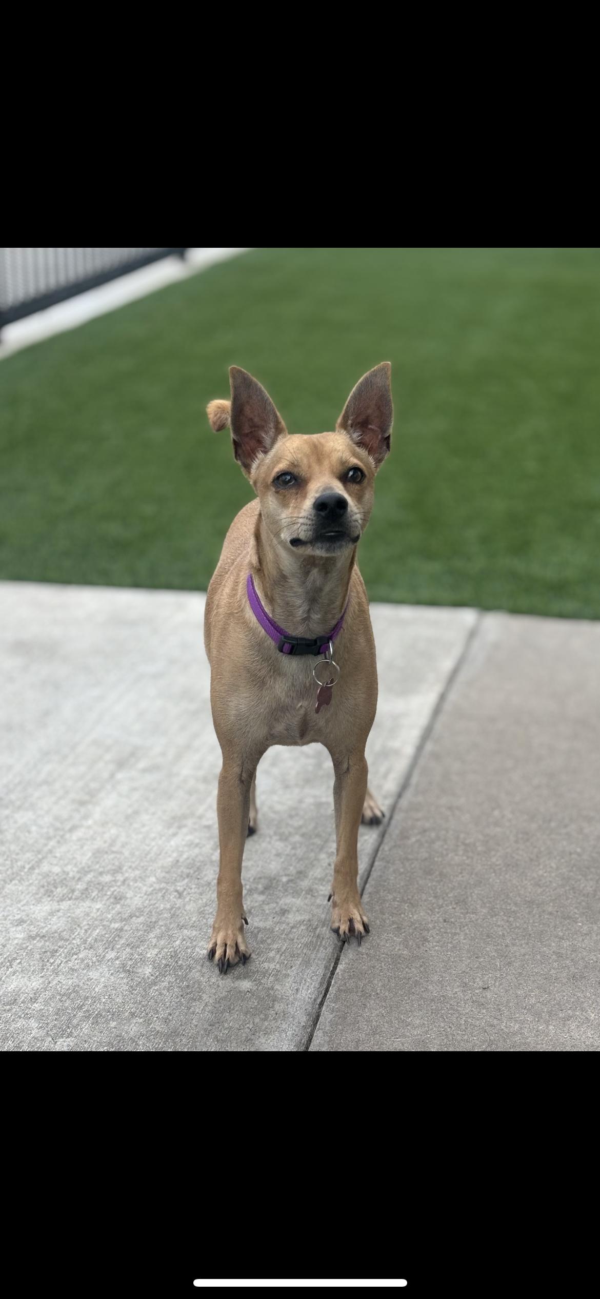 Enlarge Nick aka Snickers, a Adoptable mixed breed in Hamden, CT image 3/5