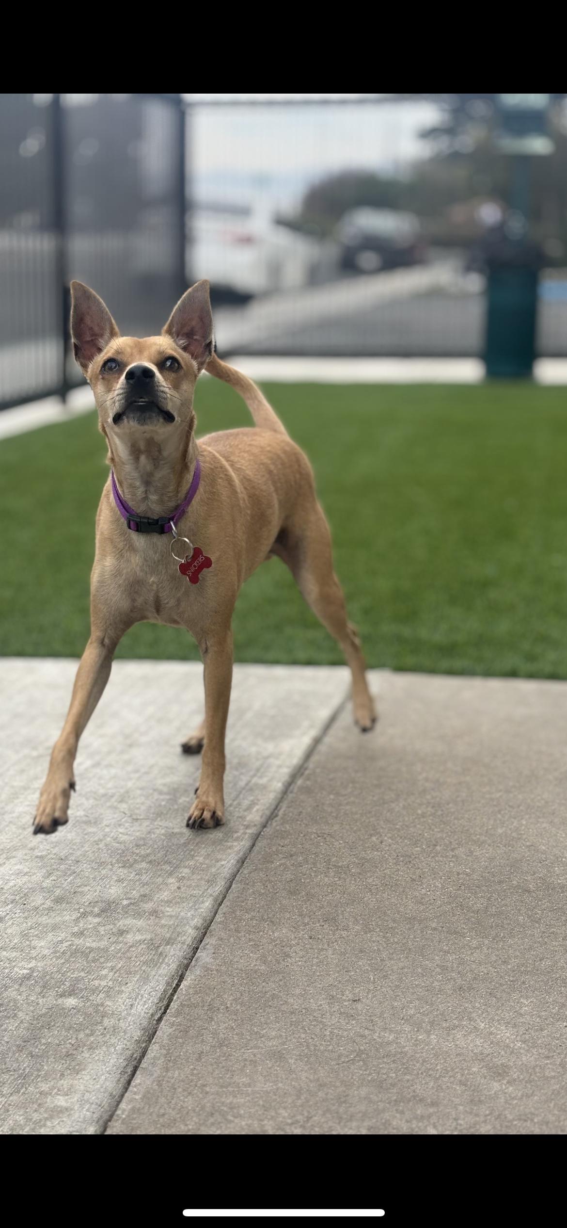 Enlarge Nick aka Snickers, a Adoptable mixed breed in Hamden, CT image 4/5