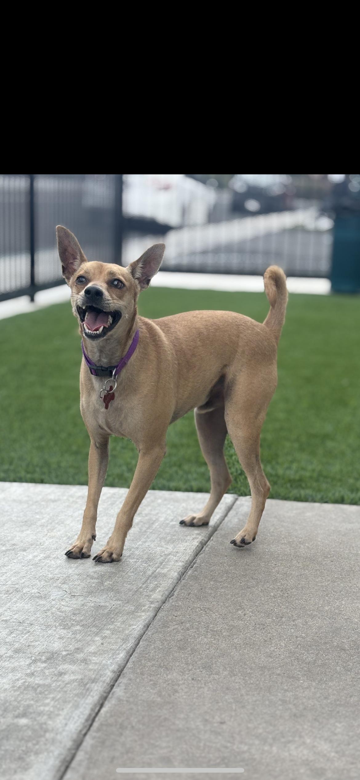 Enlarge Nick aka Snickers, a Adoptable mixed breed in Hamden, CT image 5/5