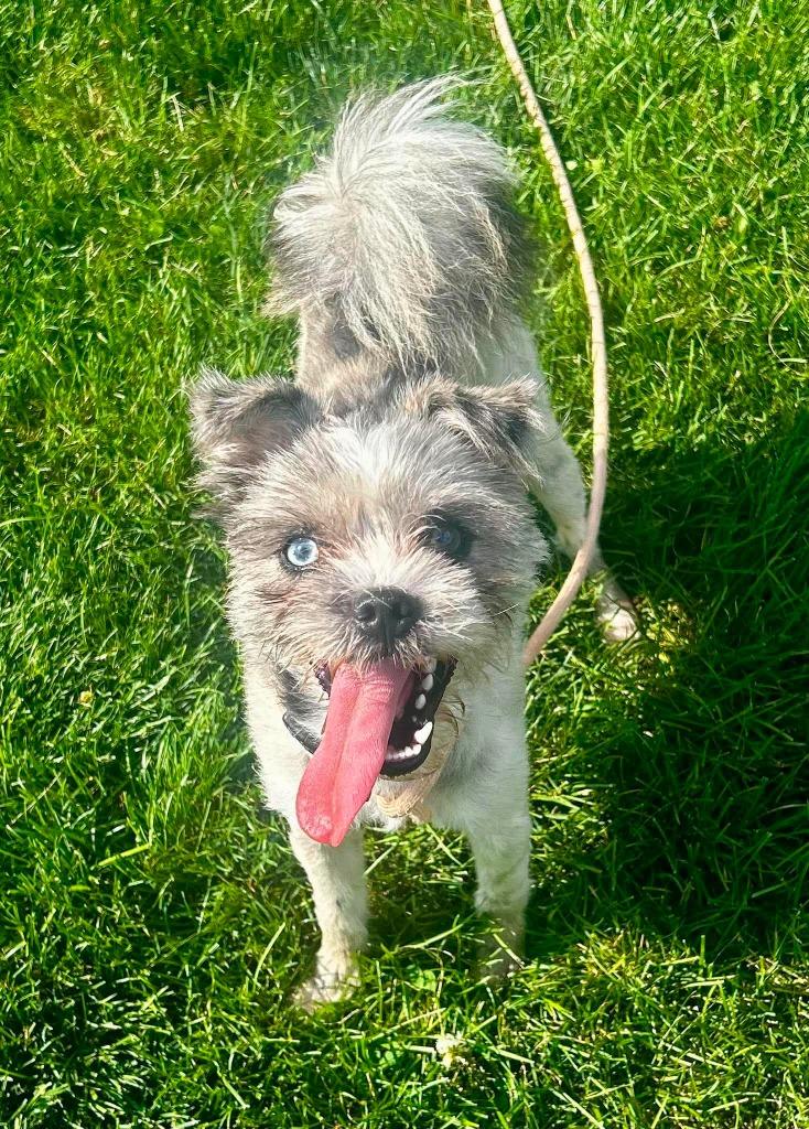 Tetris, adopted, Young Male Pomeranian & Shih Tzu.