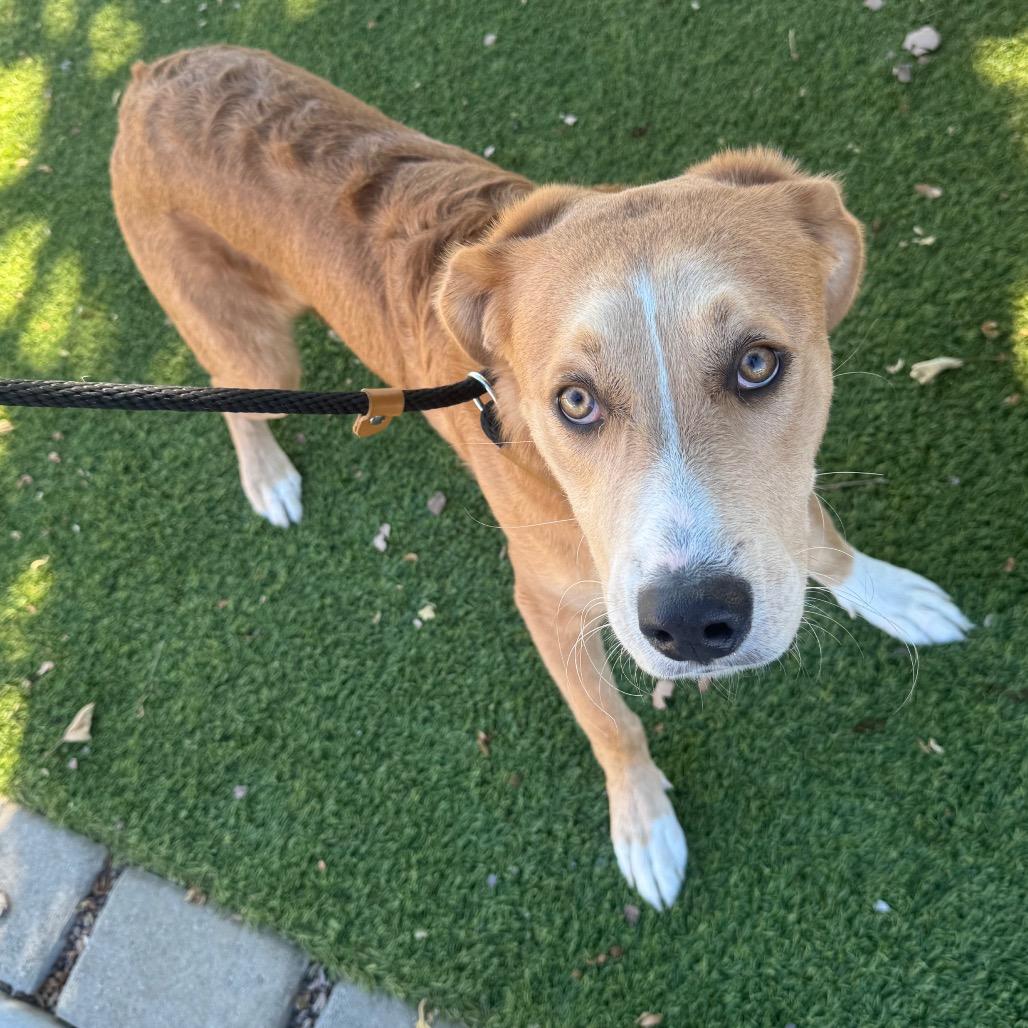 Macho A2198175, Adoptable, Young Male Pit Bull Terrier & Labrador Retriever.