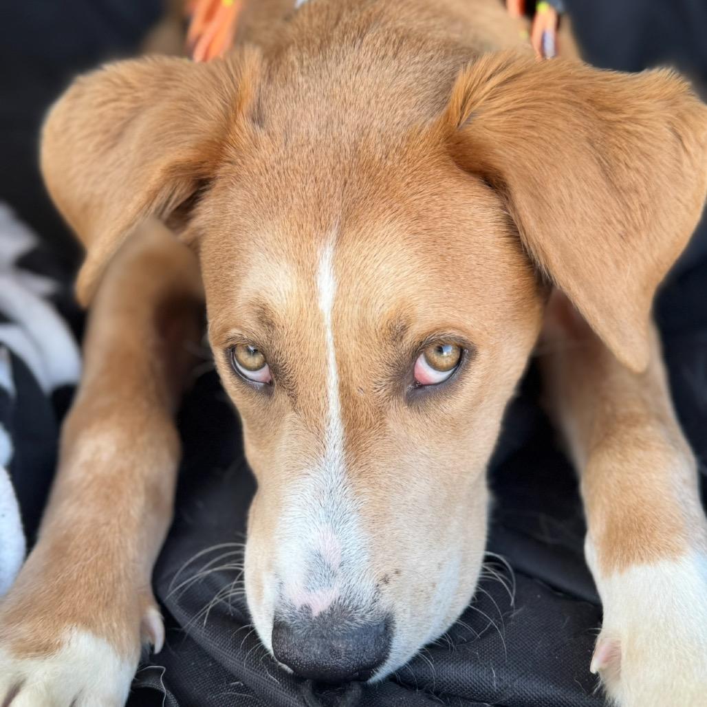 Enlarge Macho A2198175, a Adoptable mixed breed in Mission Hills, CA image 2/6