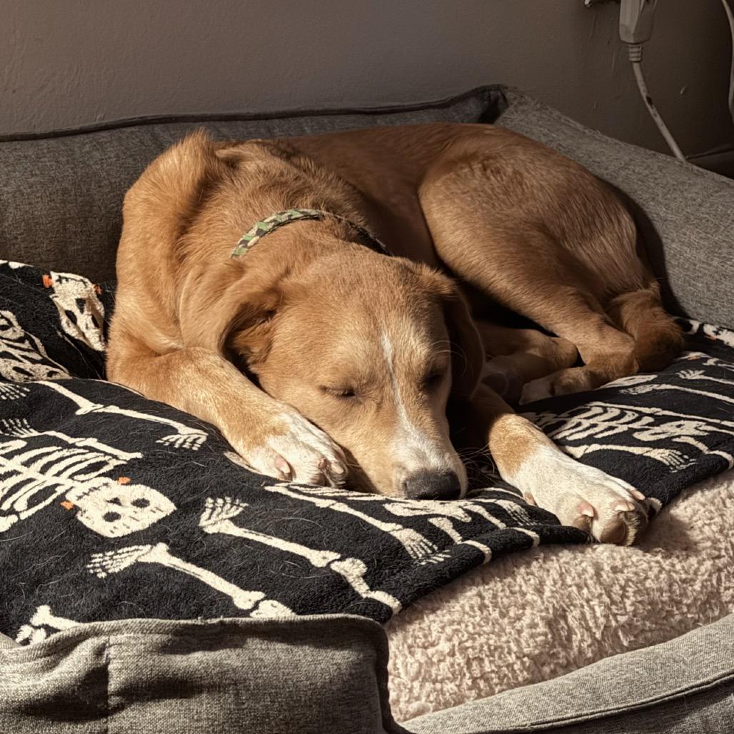 Enlarge Macho A2198175, a Adoptable mixed breed in Mission Hills, CA image 3/6