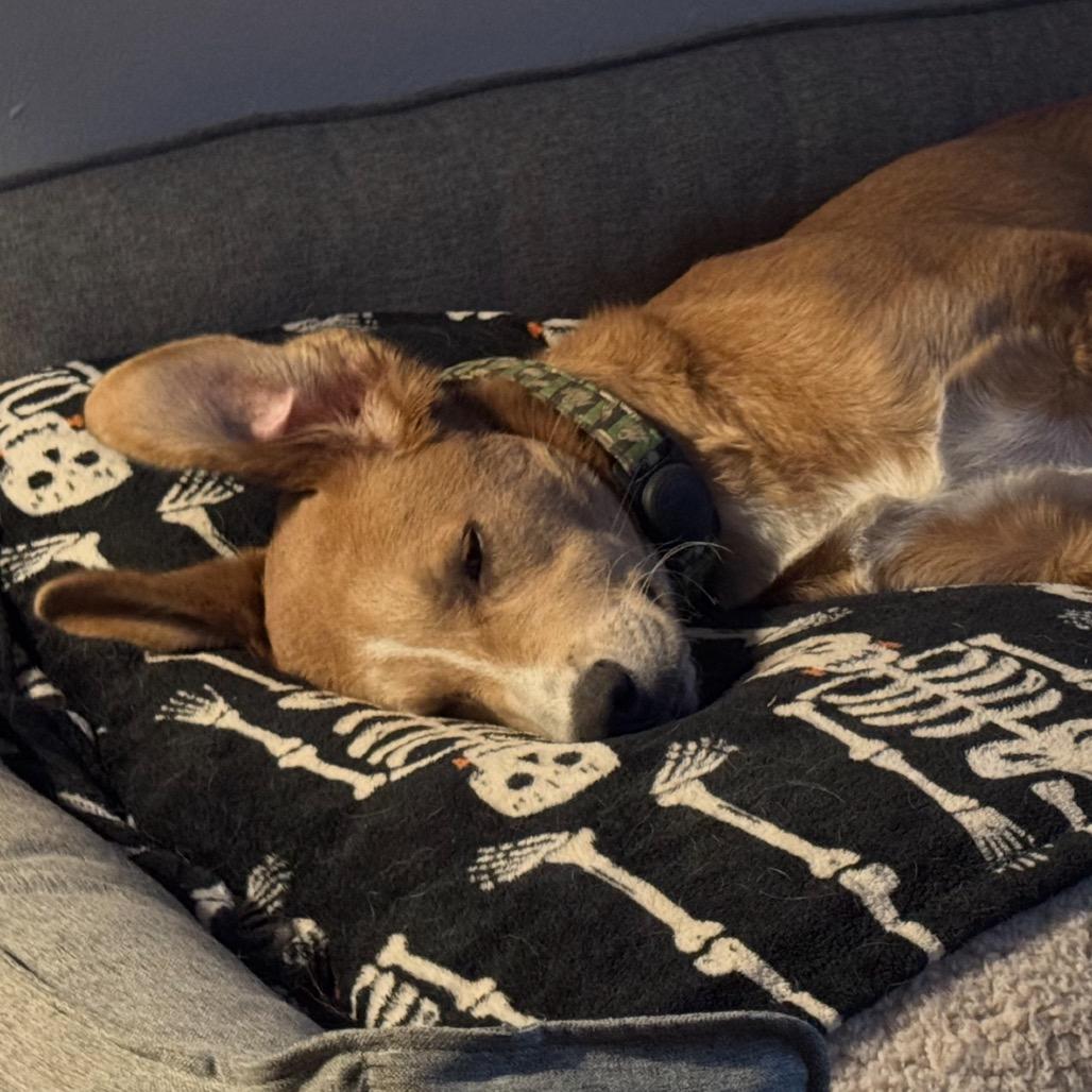 Enlarge Macho A2198175, a Adoptable mixed breed in Mission Hills, CA image 4/6