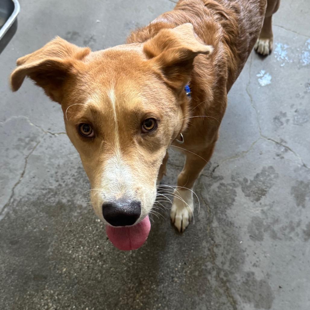 Enlarge Macho A2198175, a Adoptable mixed breed in Mission Hills, CA image 6/6