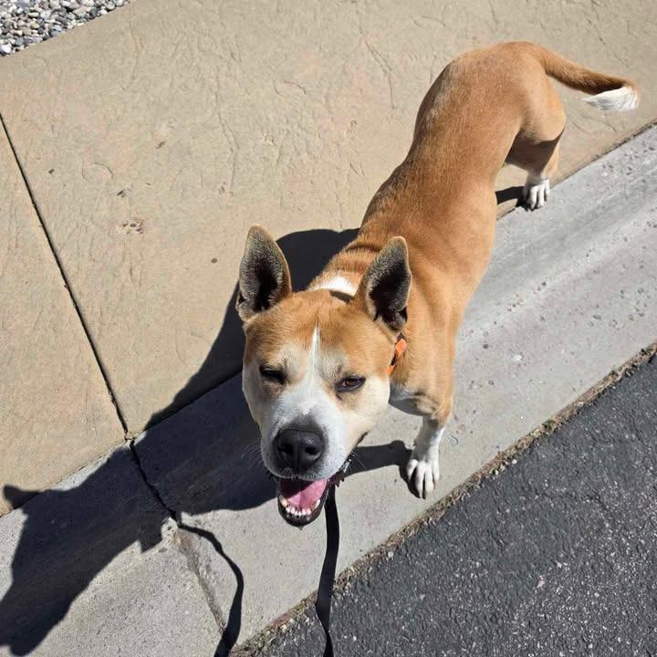 Enlarge CB, a Adoptable mixed breed in Rexburg, ID image 1/3