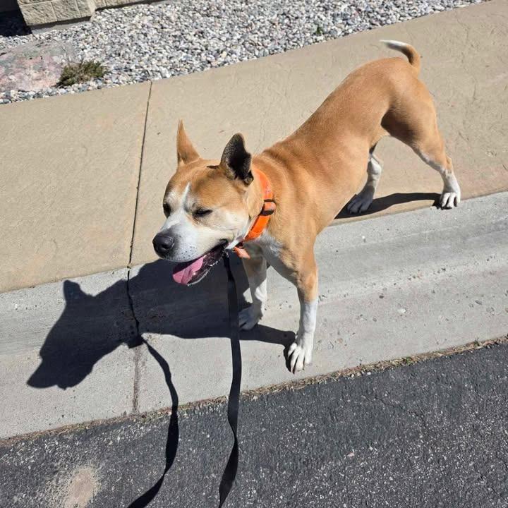 Enlarge CB, a Adoptable mixed breed in Rexburg, ID image 2/3