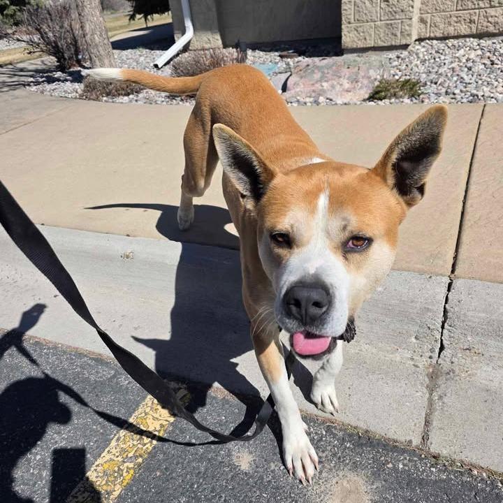 Enlarge CB, a Adoptable mixed breed in Rexburg, ID image 3/3