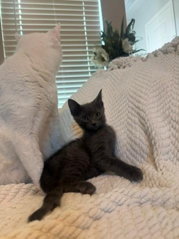 Apache, an adopted Russian Blue in Latham, NY image 6/6
